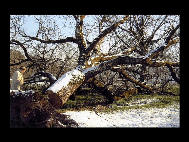 Arbre abattu par la tempête